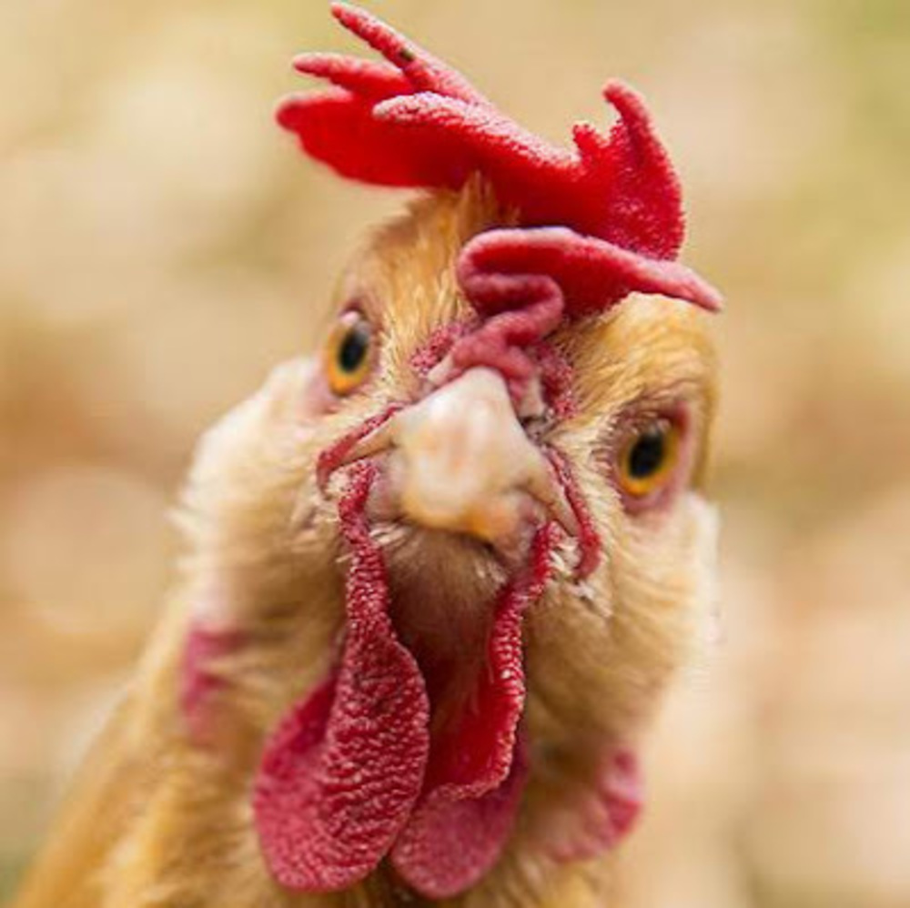 Meet your Posher, R.j.